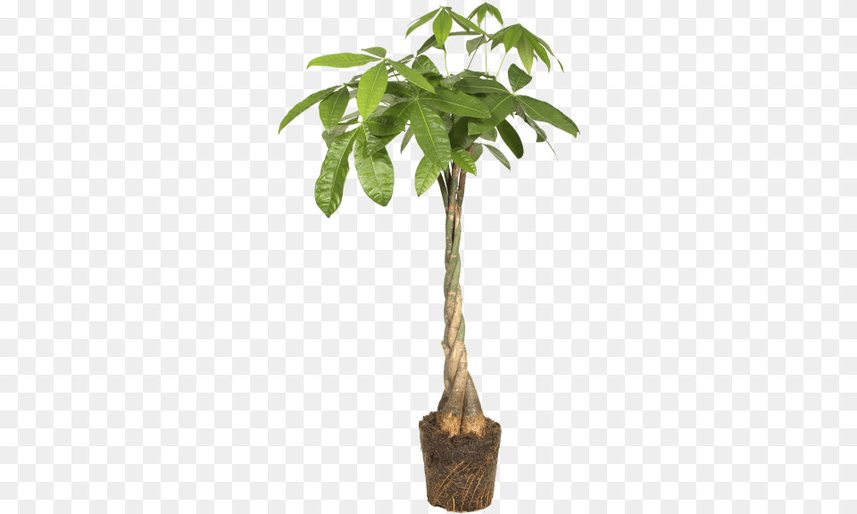 Elho Pachira Aquatica Money Tree Flowerpot, Leaf, Palm Tree, Plant, Potted Plant Png Image