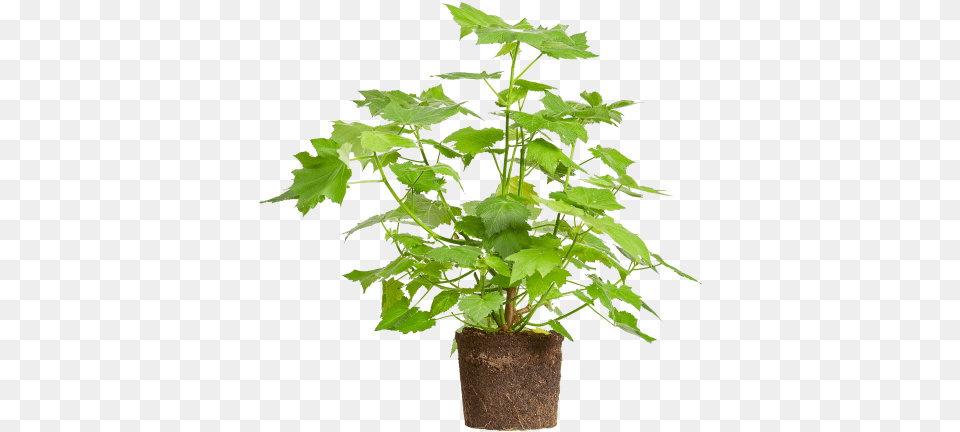 Elho Sparmannia Africana African Hemp Flowerpot, Leaf, Plant, Potted Plant, Tree Png Image