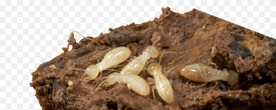 Elite Pest Termite Fort Smith Termite, Animal, Insect, Invertebrate Png Image