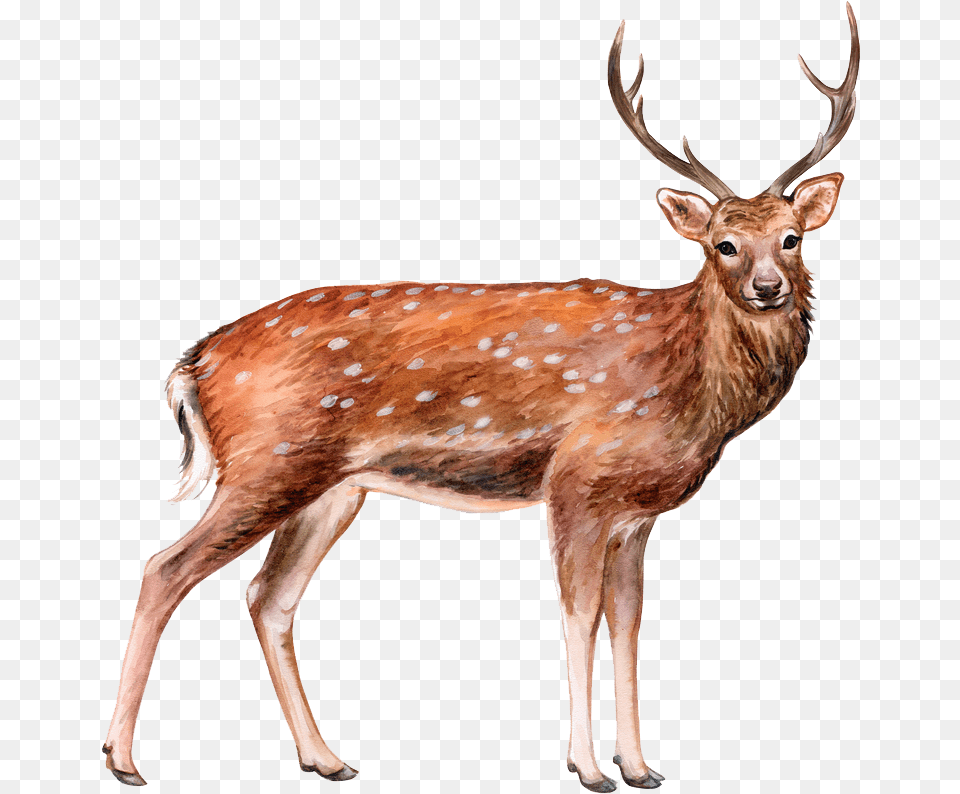 Elk, Animal, Antelope, Deer, Mammal Free Transparent Png