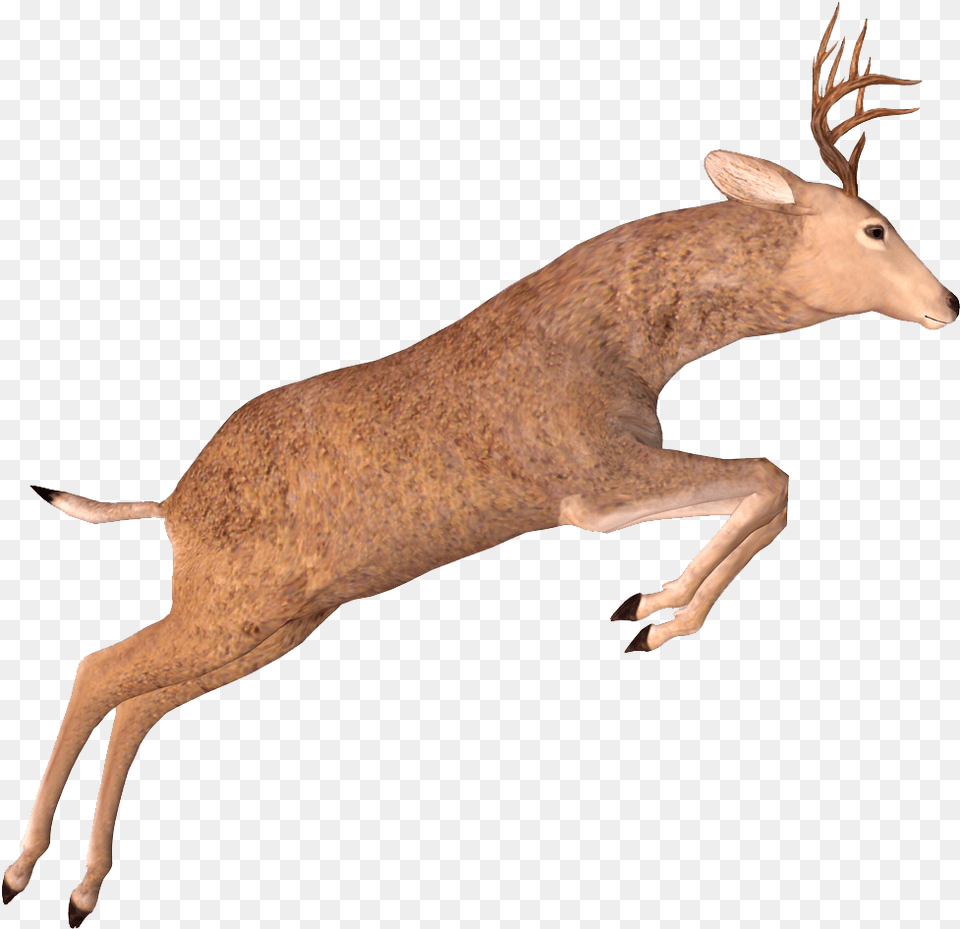 Elk, Animal, Antelope, Deer, Mammal Free Png Download