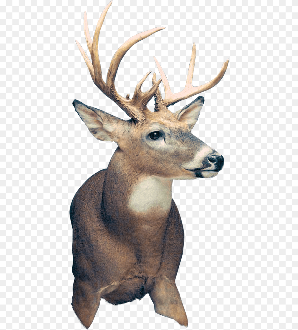 Elk, Animal, Deer, Mammal, Wildlife Free Png Download