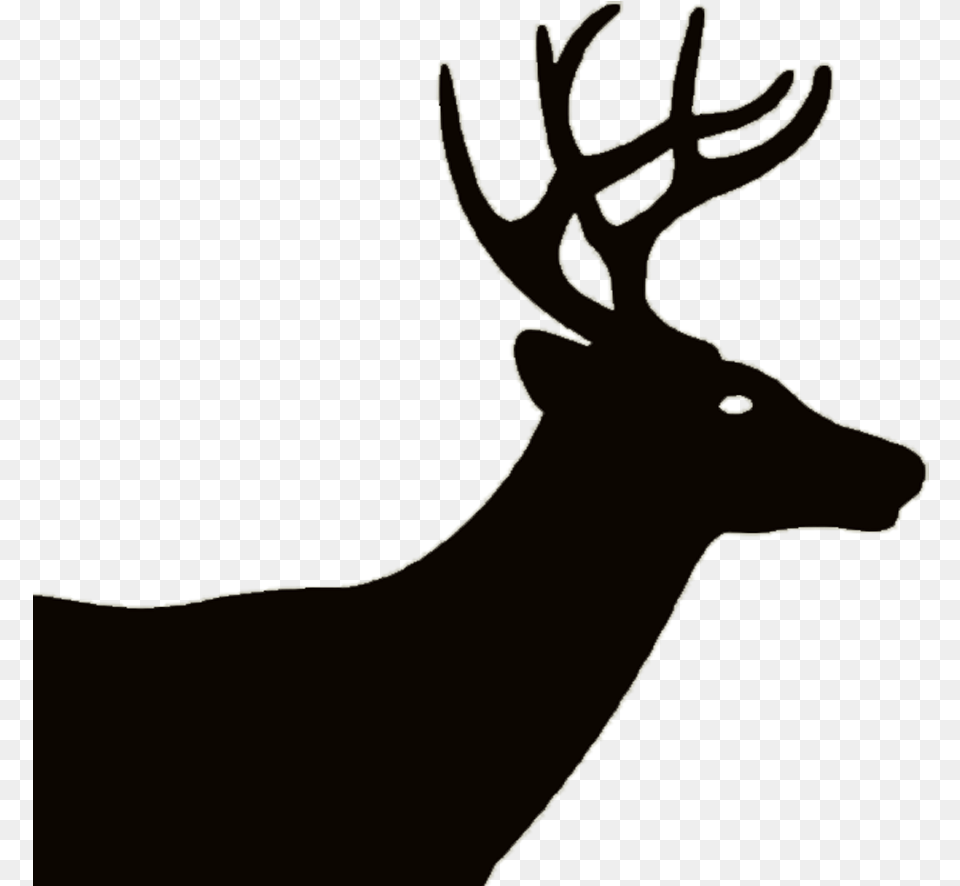 Elk, Animal, Deer, Mammal, Wildlife Free Png Download