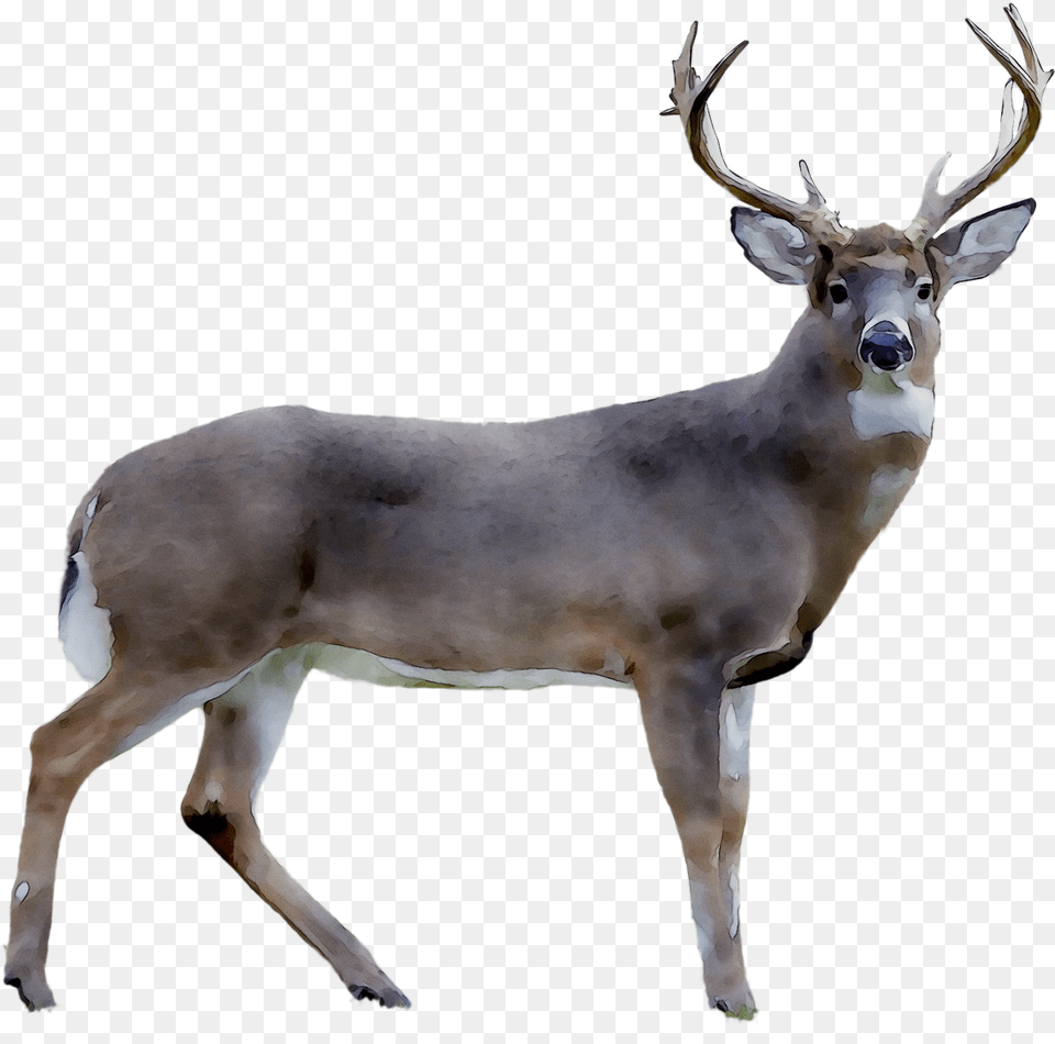 Elk, Animal, Antelope, Deer, Mammal Free Png