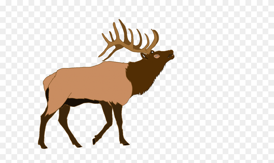 Elk, Animal, Deer, Mammal, Wildlife Free Png