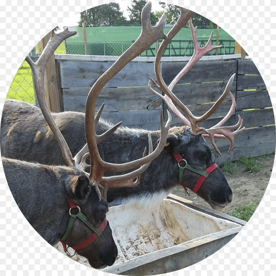 Elk, Photography, Antler, Animal, Antelope Png
