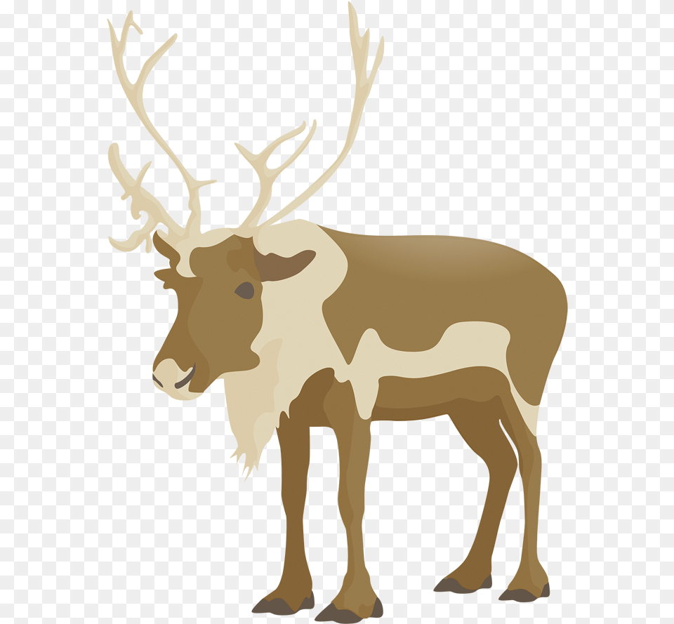 Elk, Animal, Deer, Mammal, Wildlife Png