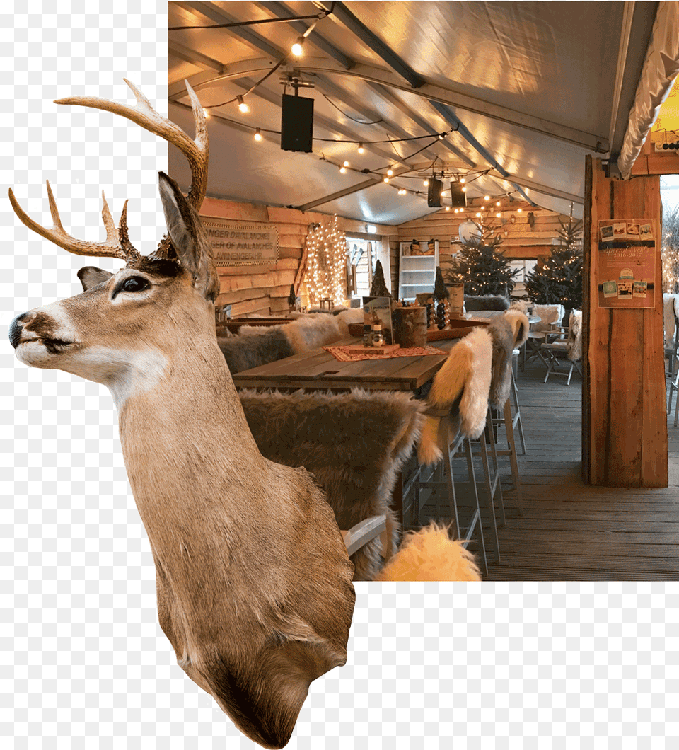 Elk, Animal, Antler, Deer, Mammal Free Transparent Png