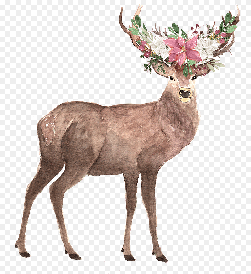Elk, Animal, Deer, Mammal, Wildlife Png Image