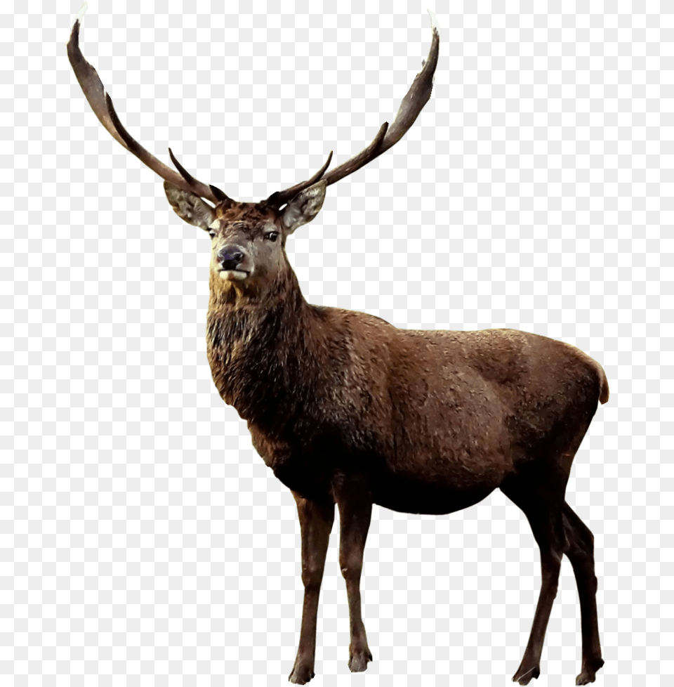 Elk, Animal, Antelope, Deer, Mammal Free Transparent Png