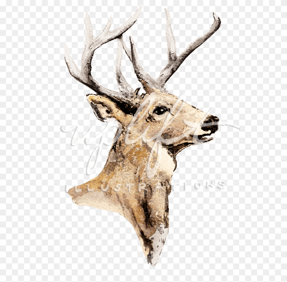 Elk, Antler, Animal, Deer, Mammal Free Png Download