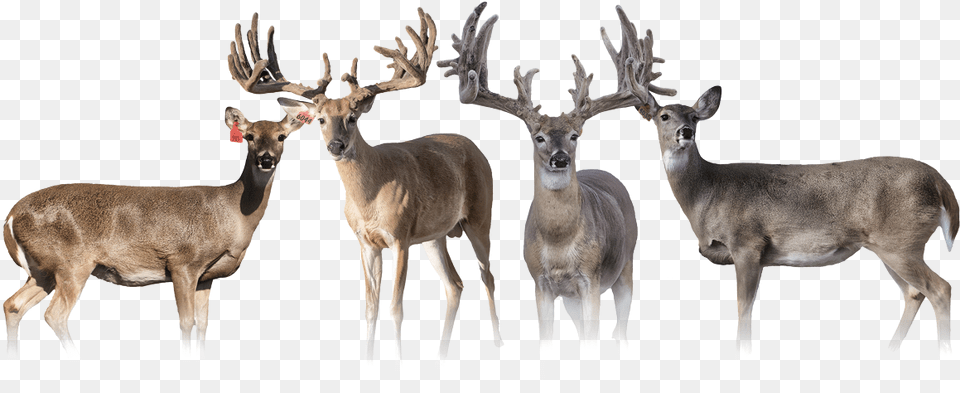 Elk, Animal, Antelope, Deer, Mammal Png Image
