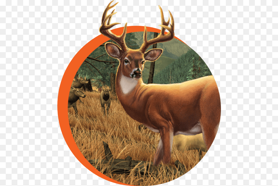 Elk, Animal, Antelope, Deer, Mammal Free Png