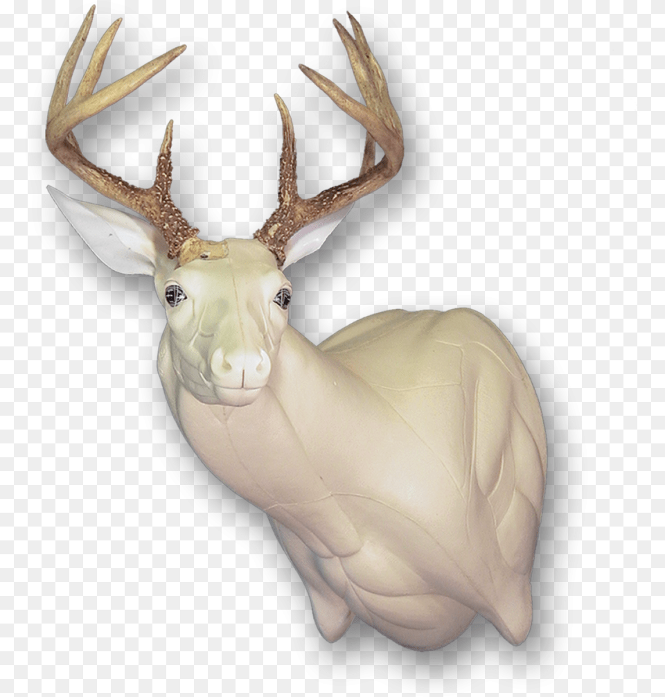 Elk, Animal, Deer, Mammal, Wildlife Free Transparent Png