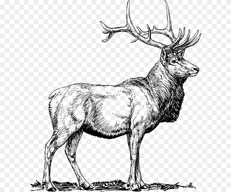 Elk, Gray Png