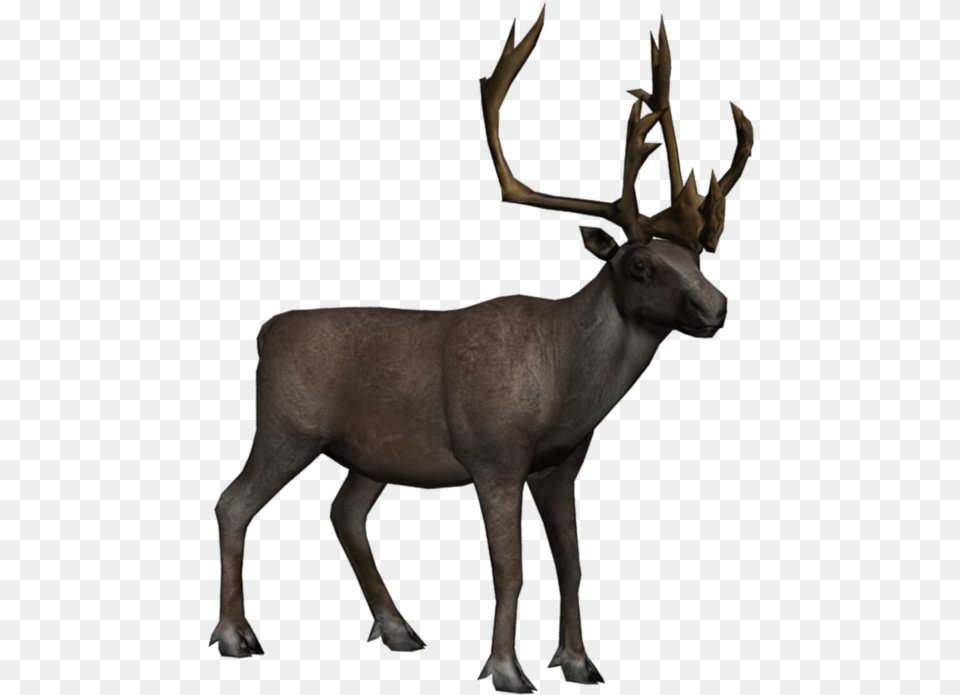 Elk Background Moose Transparent Caribou Transparent Background, Animal, Antelope, Deer, Mammal Png