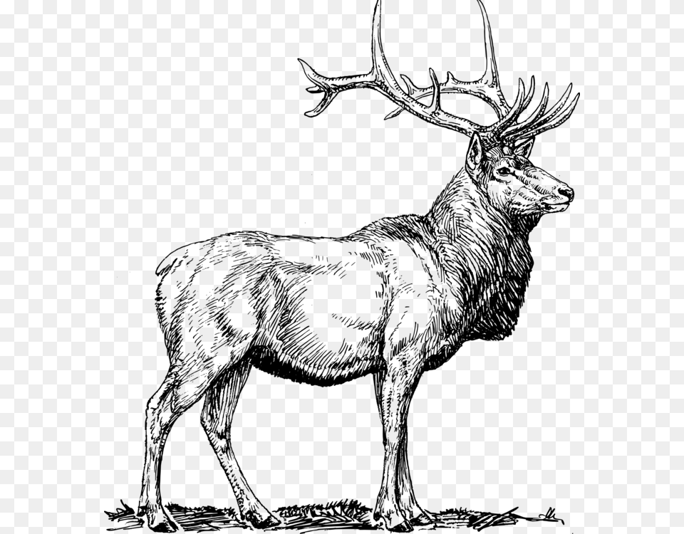 Elk Deer Moose Pronghorn Drawing Elk Clip Art, Gray Free Transparent Png