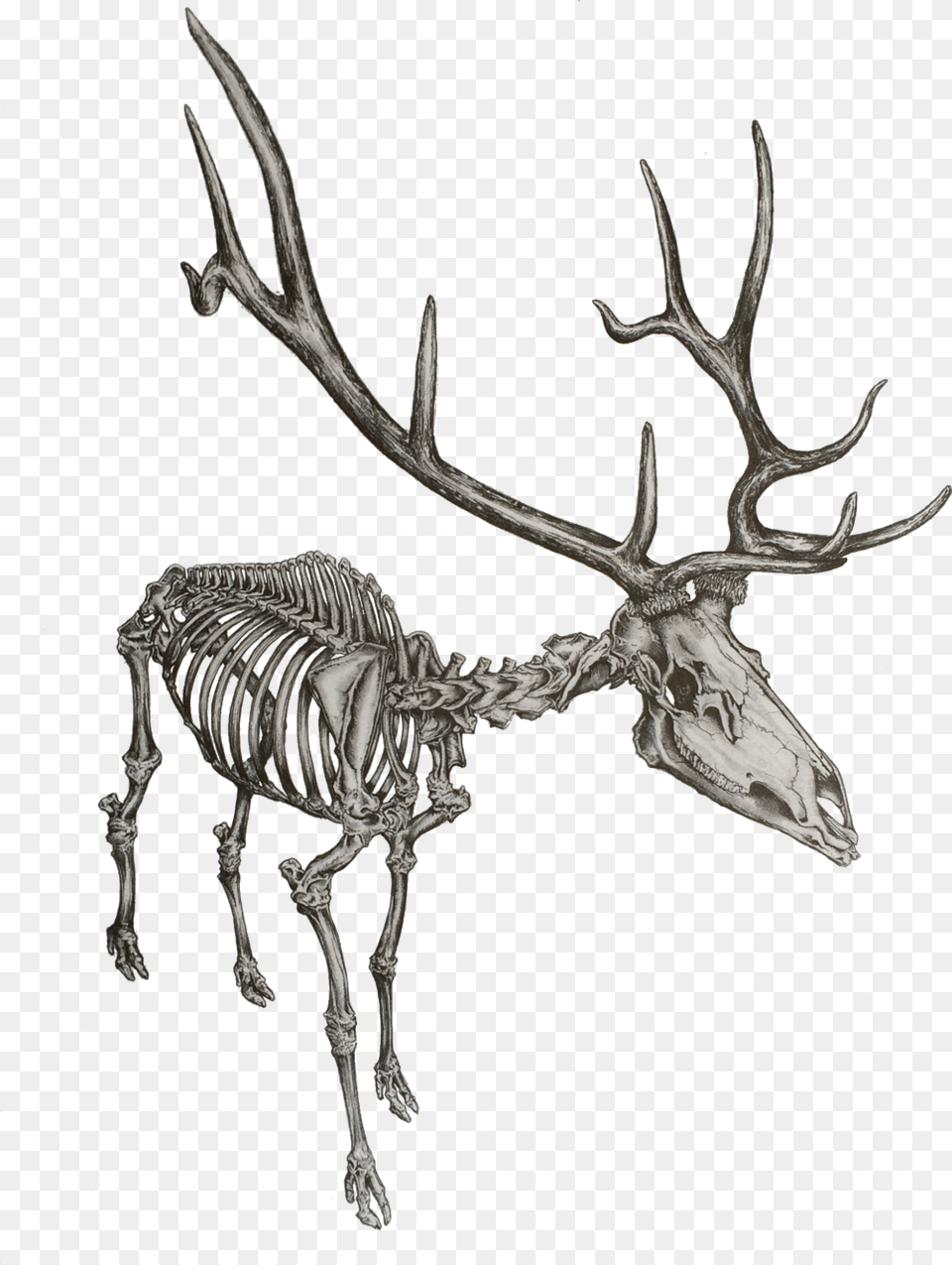 Elk Drawing Skeleton Skeleton Of An Elk, Antler, Animal, Antelope, Mammal Free Transparent Png