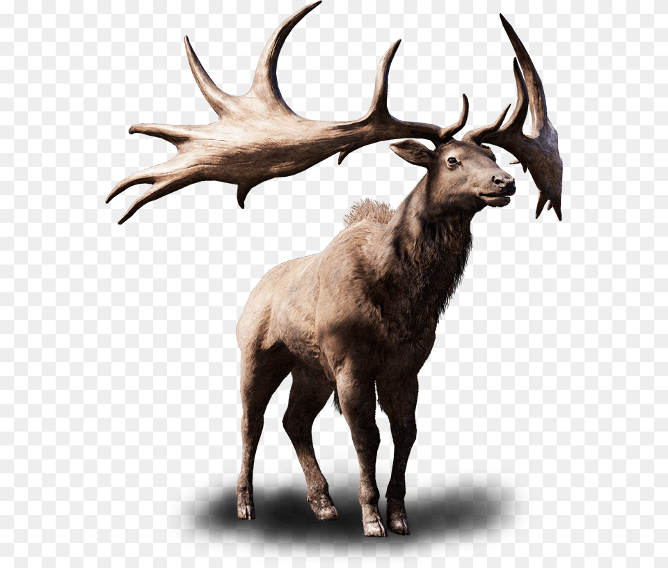 Elk Background Elk, Animal, Deer, Mammal, Wildlife Free Transparent Png