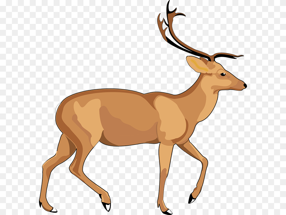 Elk Pic, Animal, Deer, Mammal, Wildlife Free Transparent Png