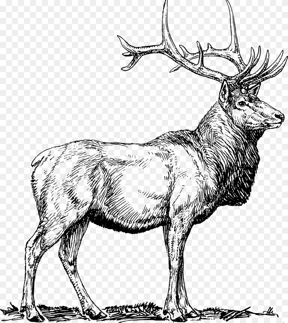 Elk Head Clipart, Animal, Deer, Mammal, Wildlife Free Png