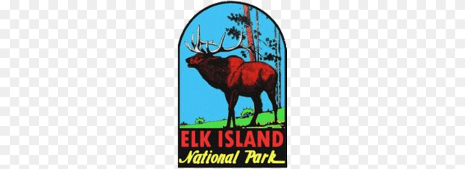 Elk Island National Park, Animal, Deer, Mammal, Wildlife Free Png Download