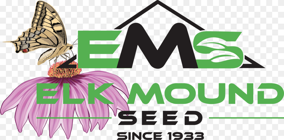 Elk Mound Wildflowers, Daisy, Flower, Plant, Purple Free Png Download