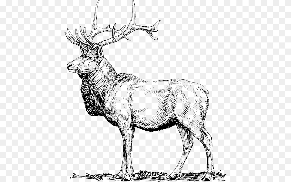 Elk Mountain Deer Pun Samsung Galaxy S8 Slim Case, Animal, Mammal, Wildlife, Antelope Png