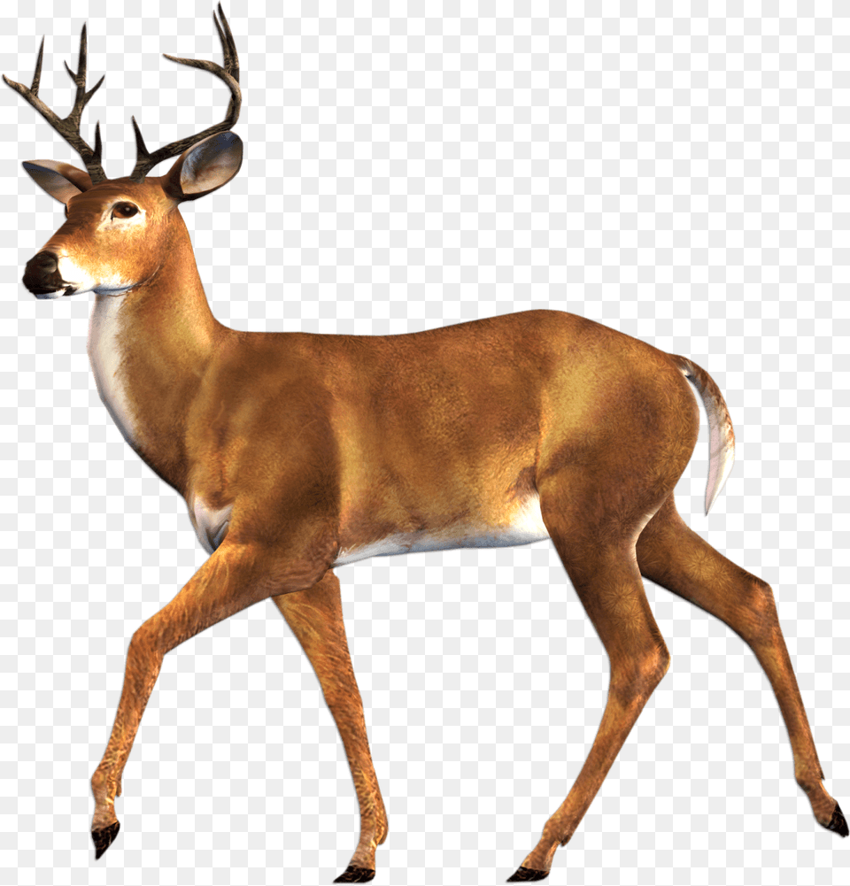Elk Pic Deer Family, Animal, Antelope, Mammal, Wildlife Png Image