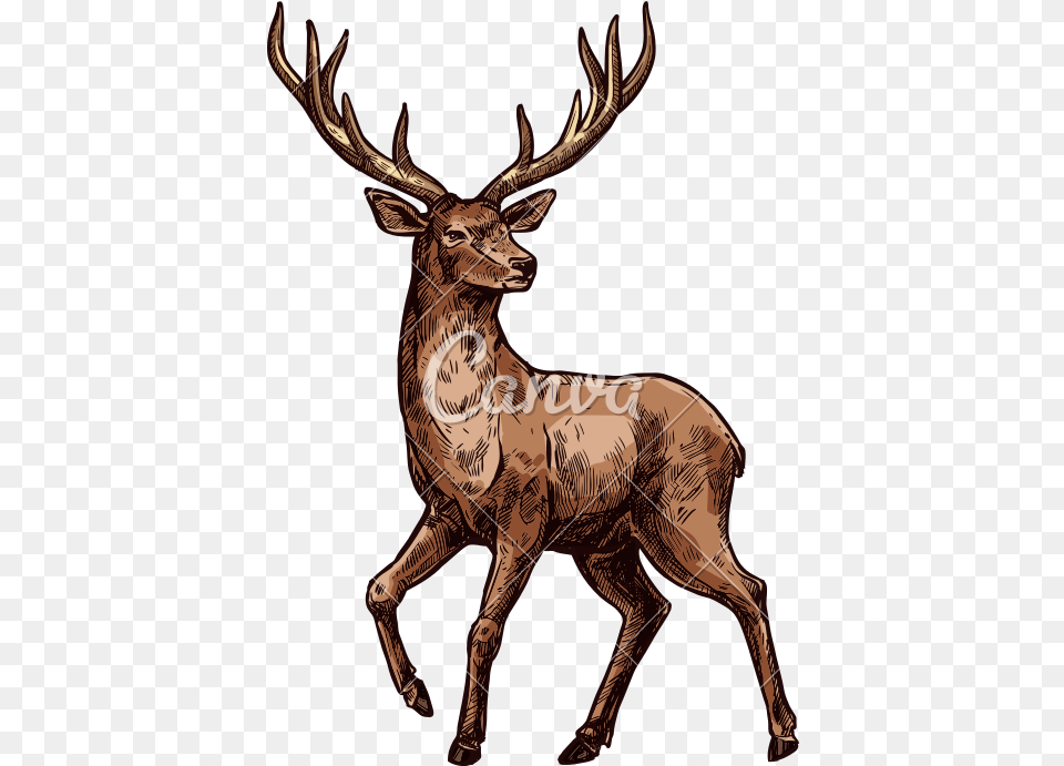 Elk Sketch Of Wild Mammal Animal Hirsch Bilder Zum Drucken, Deer, Wildlife, Antler, Adult Png