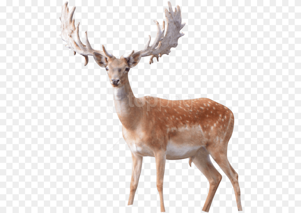 Elk Transparent Background, Animal, Antelope, Deer, Mammal Png