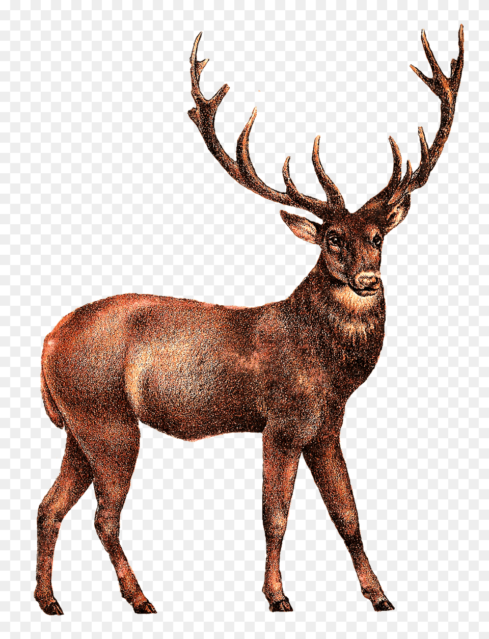 Elk Image, Animal, Antelope, Deer, Mammal Free Transparent Png