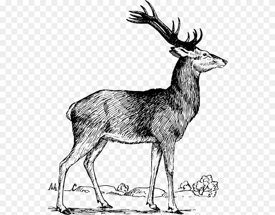 Elk White Tailed Deer Red Deer Reindeer Deer, Gray Free Png