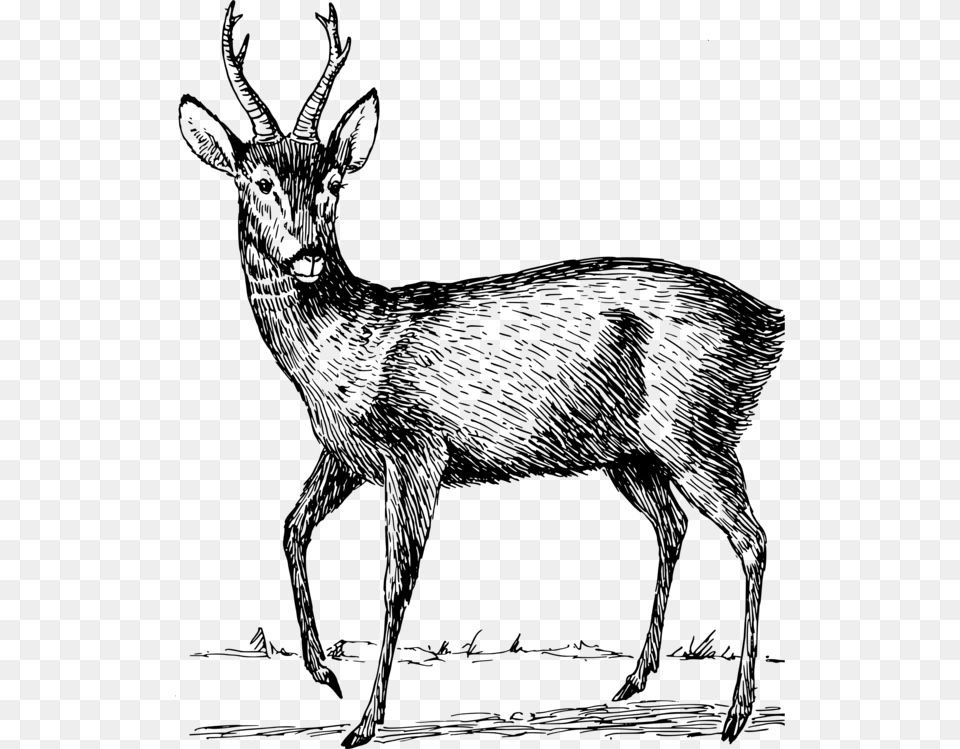 Elkantelopemusk Deer Roe Deer Clipart, Gray Free Transparent Png