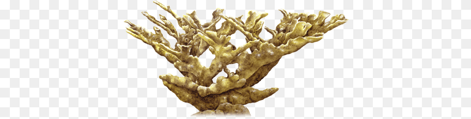 Elkhorn Coral Wood, Plant, Animal, Nature, Outdoors Free Transparent Png