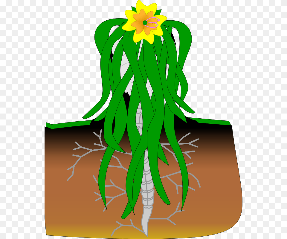 Ella, Flower, Plant, Daffodil Png Image