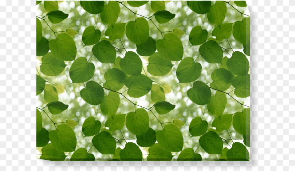 Ella Doran New Work, Green, Leaf, Plant, Vegetation Png Image