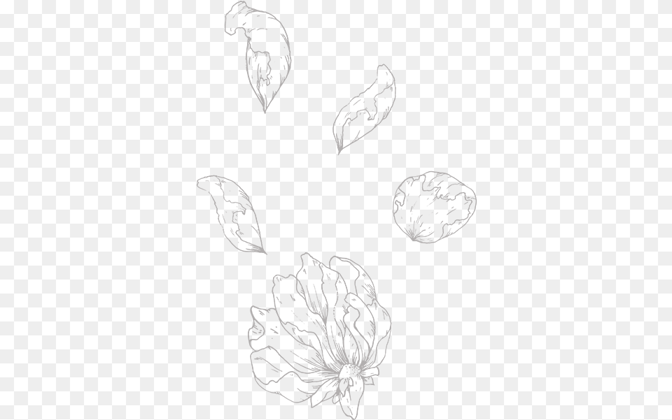 Elle X Troy Falling Rose 02 Sketch, Art, Flower, Petal, Plant Free Png