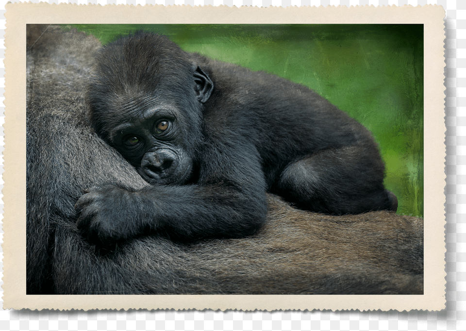 Ellen Degeneres Endangered Animals In Africa, Animal, Ape, Mammal, Wildlife Free Png Download