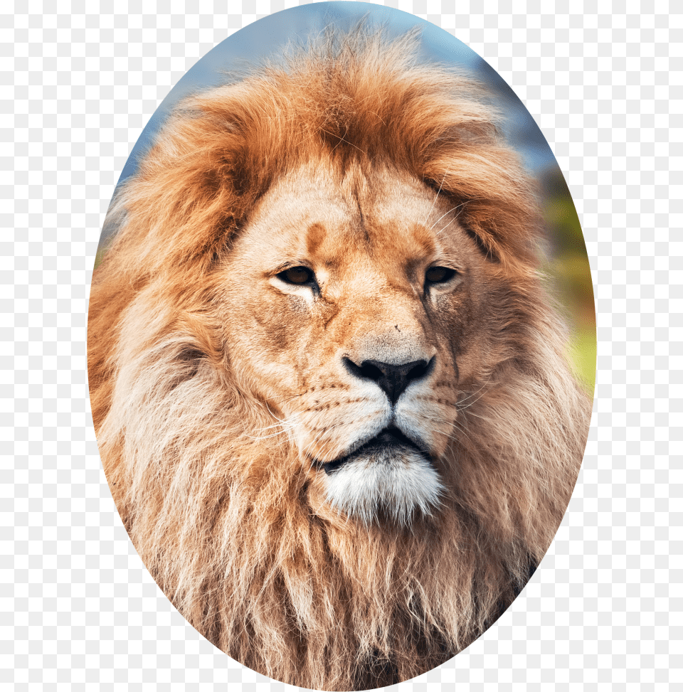 Elliptical Crop Of A Lion Lion 4k Wallpaper For Android, Animal, Mammal, Wildlife, Photography Free Png Download