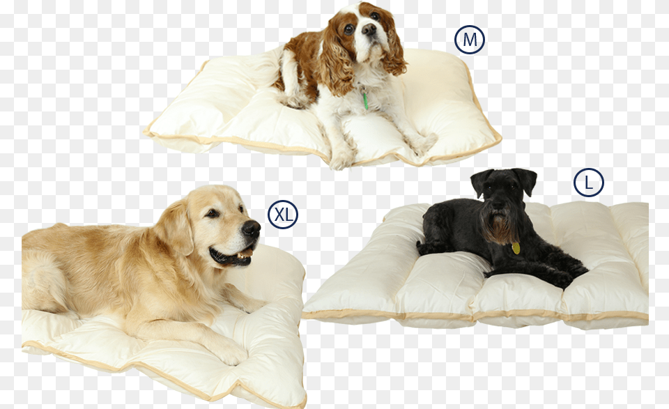 Ellis Fibre Pet Bed Sizes King Charles Spaniel, Cushion, Home Decor, Animal, Canine Png
