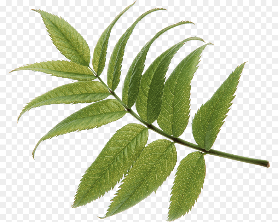 Elm, Leaf, Plant, Astragalus, Flower Free Png