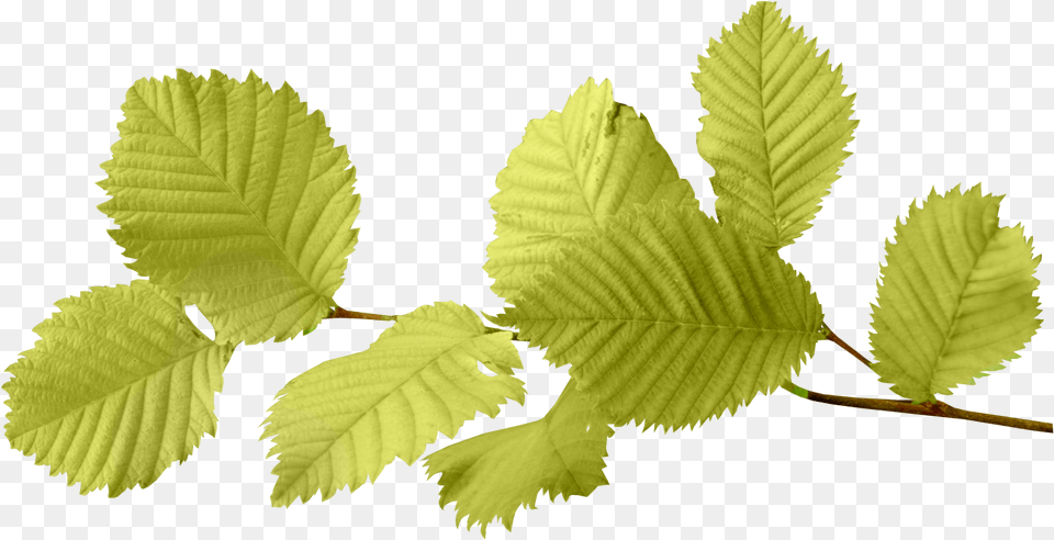 Elm Leaf, Plant, Tree Free Transparent Png