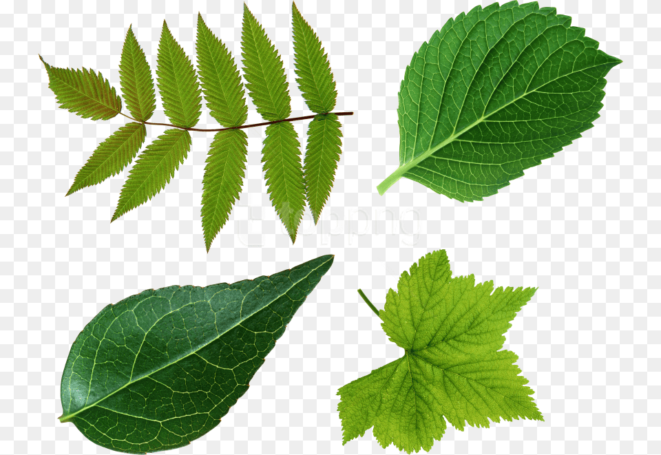 Elm Leaf, Herbal, Herbs, Plant, Mint Png Image
