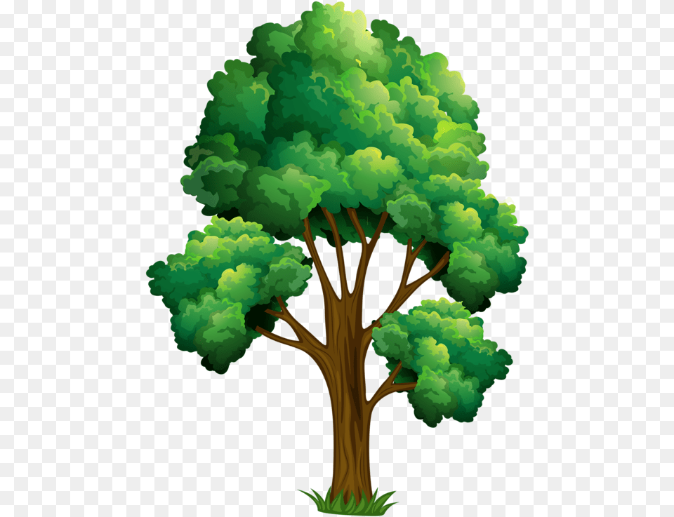 Elm Tree Clipart Realistic Tree Cartoon Drawing, Green, Plant, Vegetation, Art Png Image