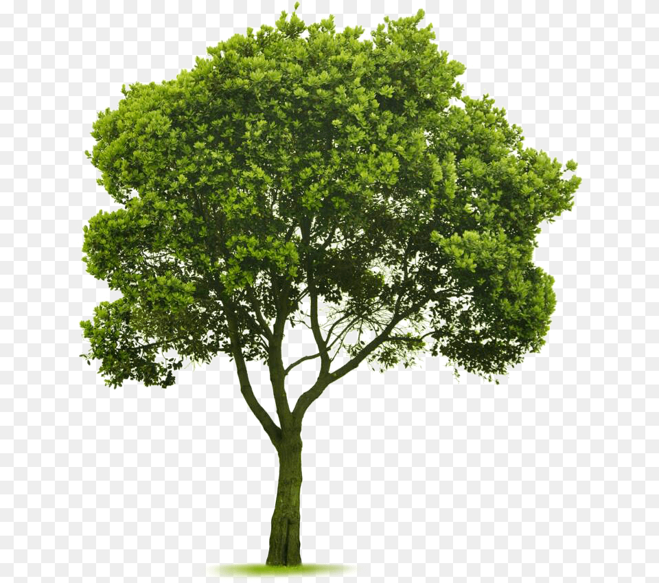 Elm Tree Cut Out Tree Photoshop, Plant, Maple, Oak, Sycamore Png