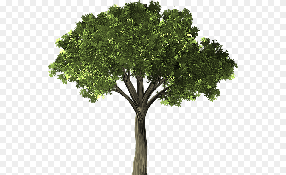 Elm Tree No Background, Sycamore, Oak, Tree Trunk, Plant Free Transparent Png