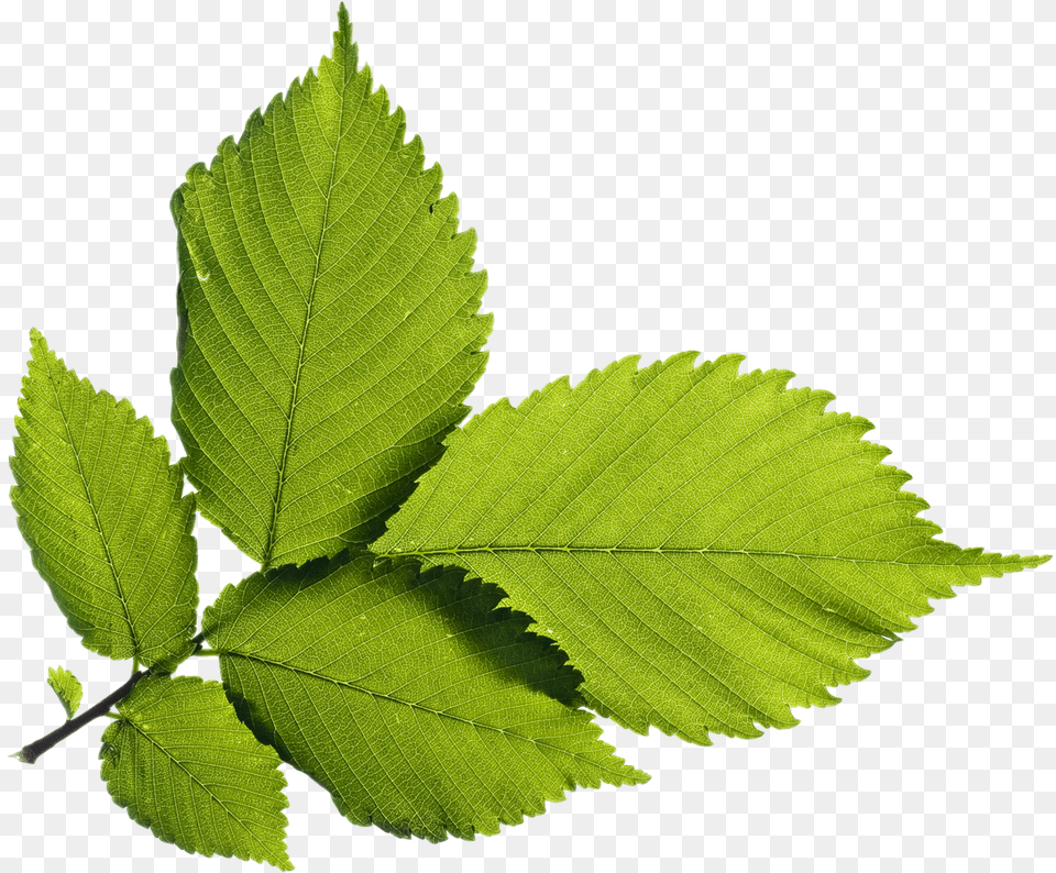 Elm Ulmus Alata, Leaf, Plant, Tree Png