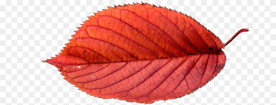 Elmo Autumn Leaves Leaf Fall Autumn Leaves Real, Plant, Tree Free Png