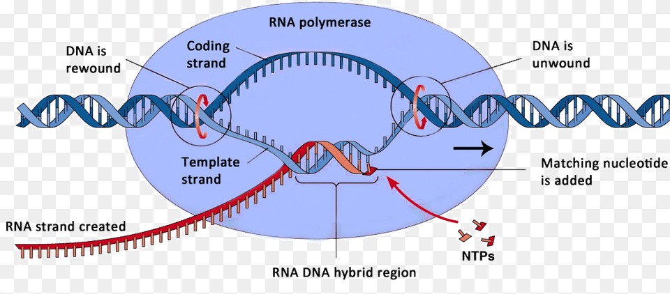 Elongation Of Transcription In Eukaryotes, Chart, Plot, Animal, Dinosaur Png